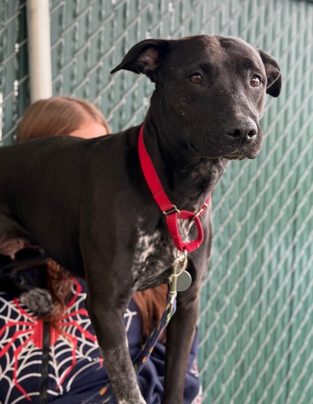 Picture of the Animal Listed