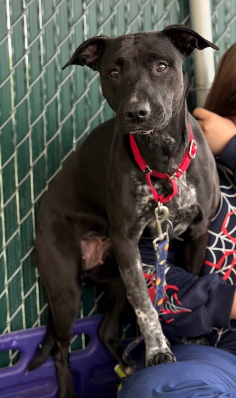 Picture of the Animal Listed