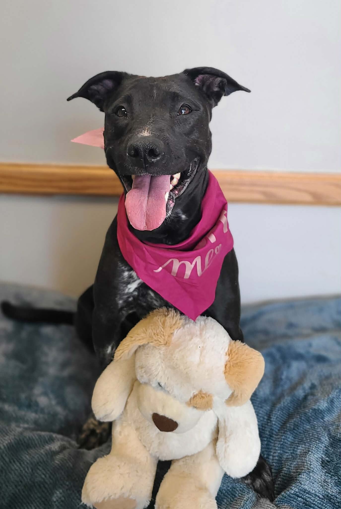 Picture of the Animal Listed