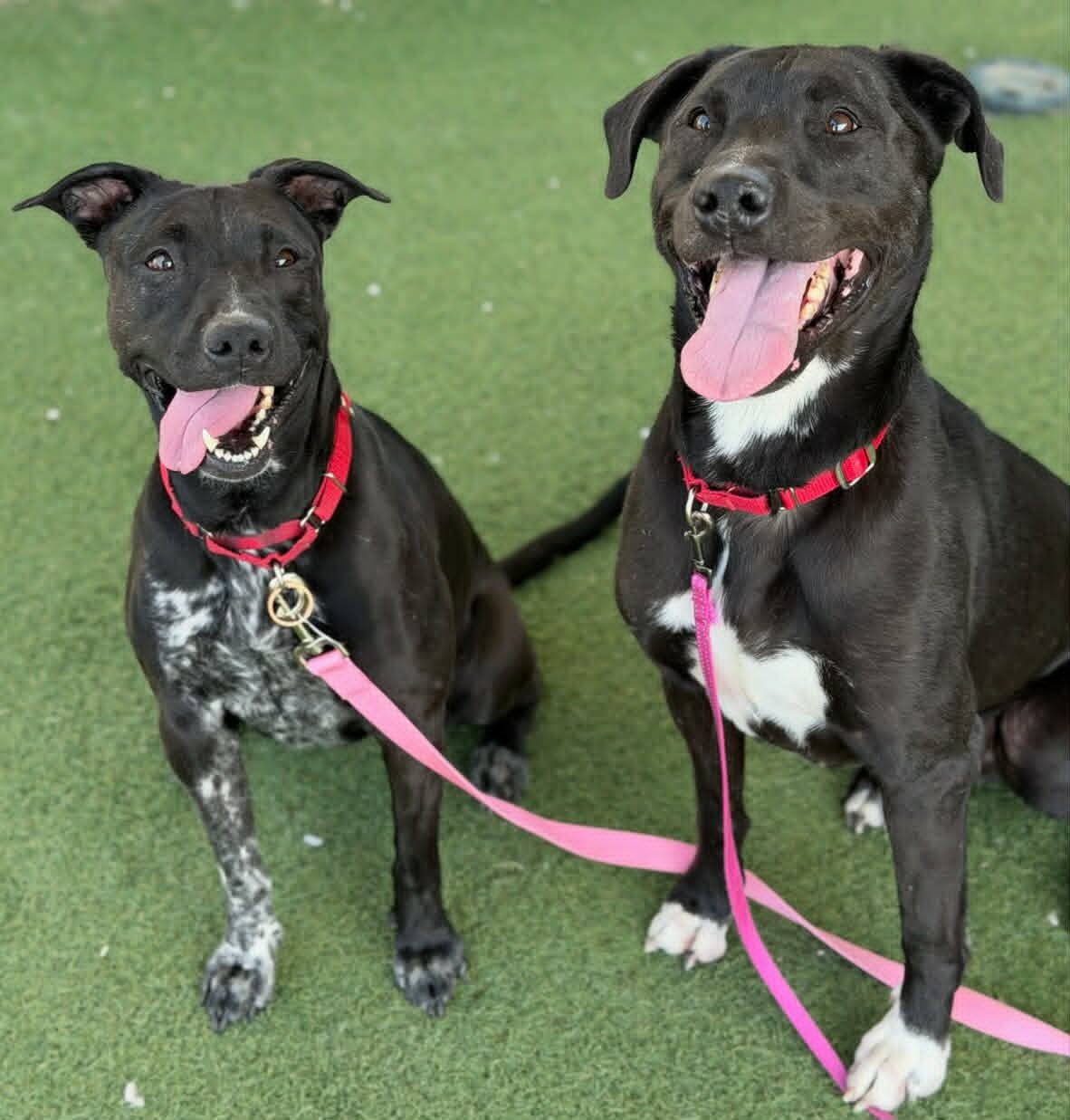 Picture of the Animal Listed