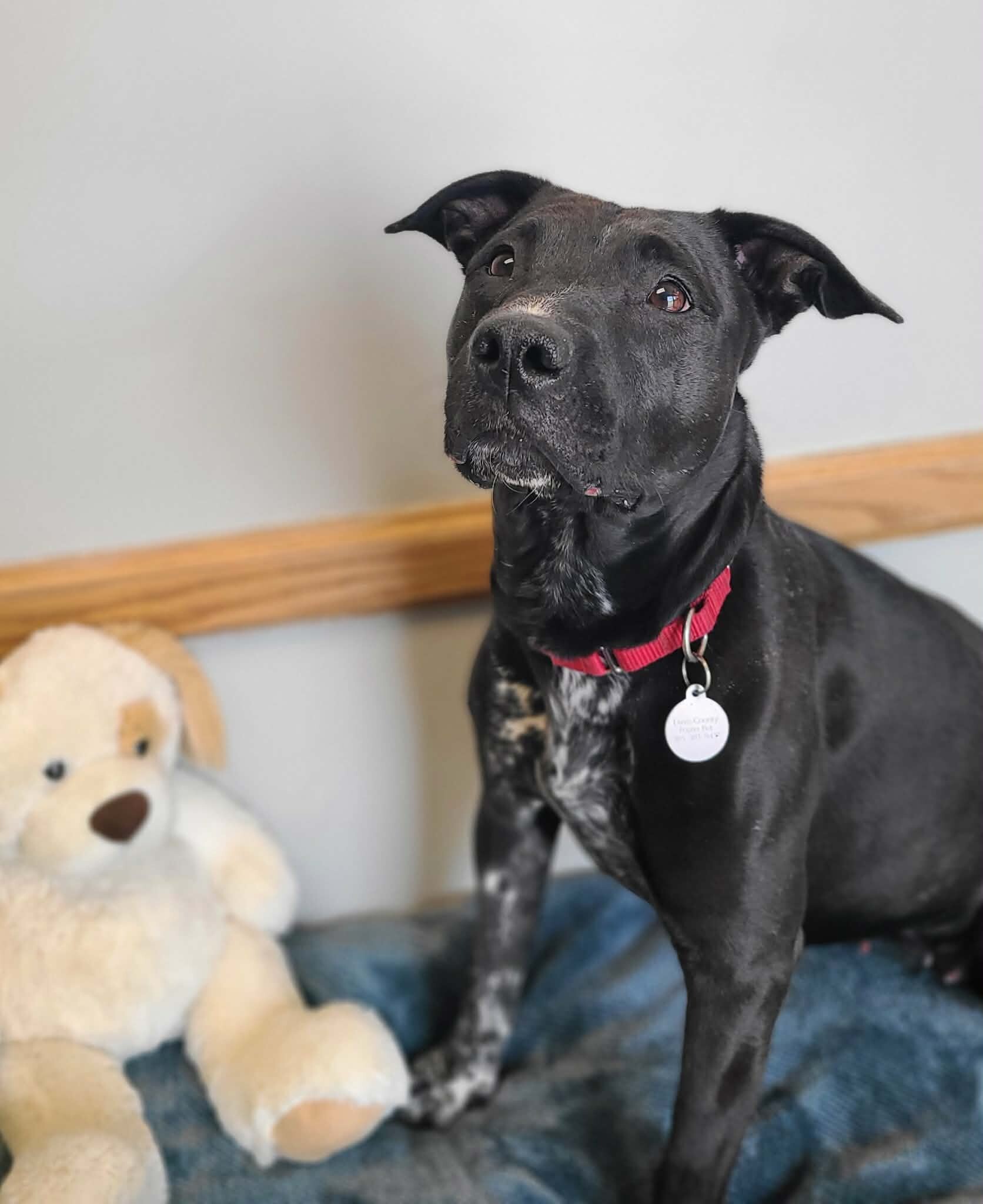 Picture of the Animal Listed