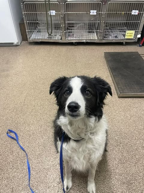 Picture of the Animal Listed