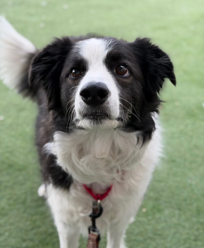 Picture of the Animal Listed