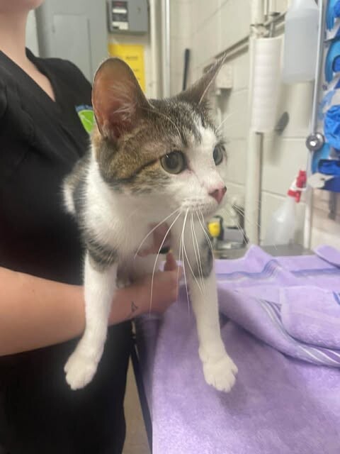 Picture of the Animal Listed