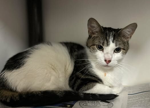 Picture of the Animal Listed