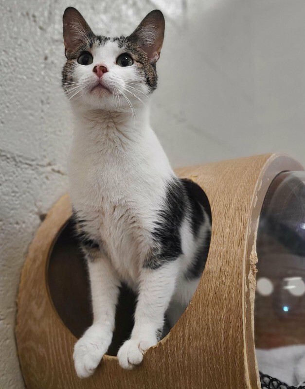 Picture of the Animal Listed