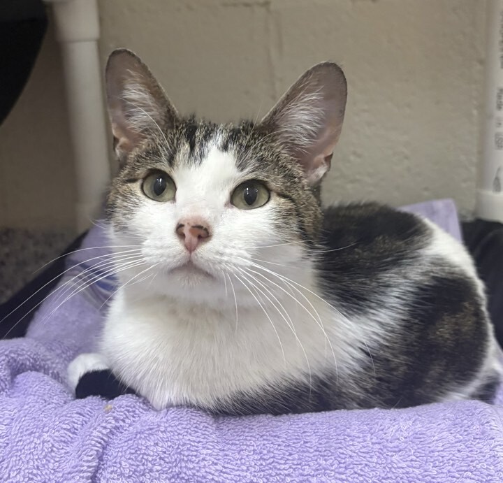 Picture of the Animal Listed