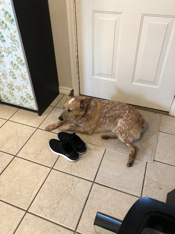 Picture of the Animal Listed