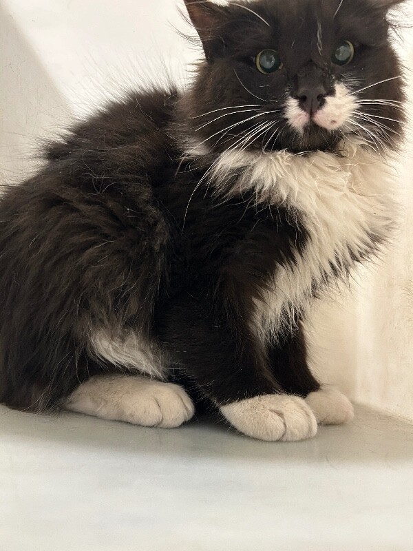 Picture of the Animal Listed