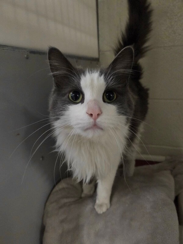 Picture of the Animal Listed