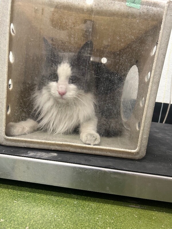 Picture of the Animal Listed