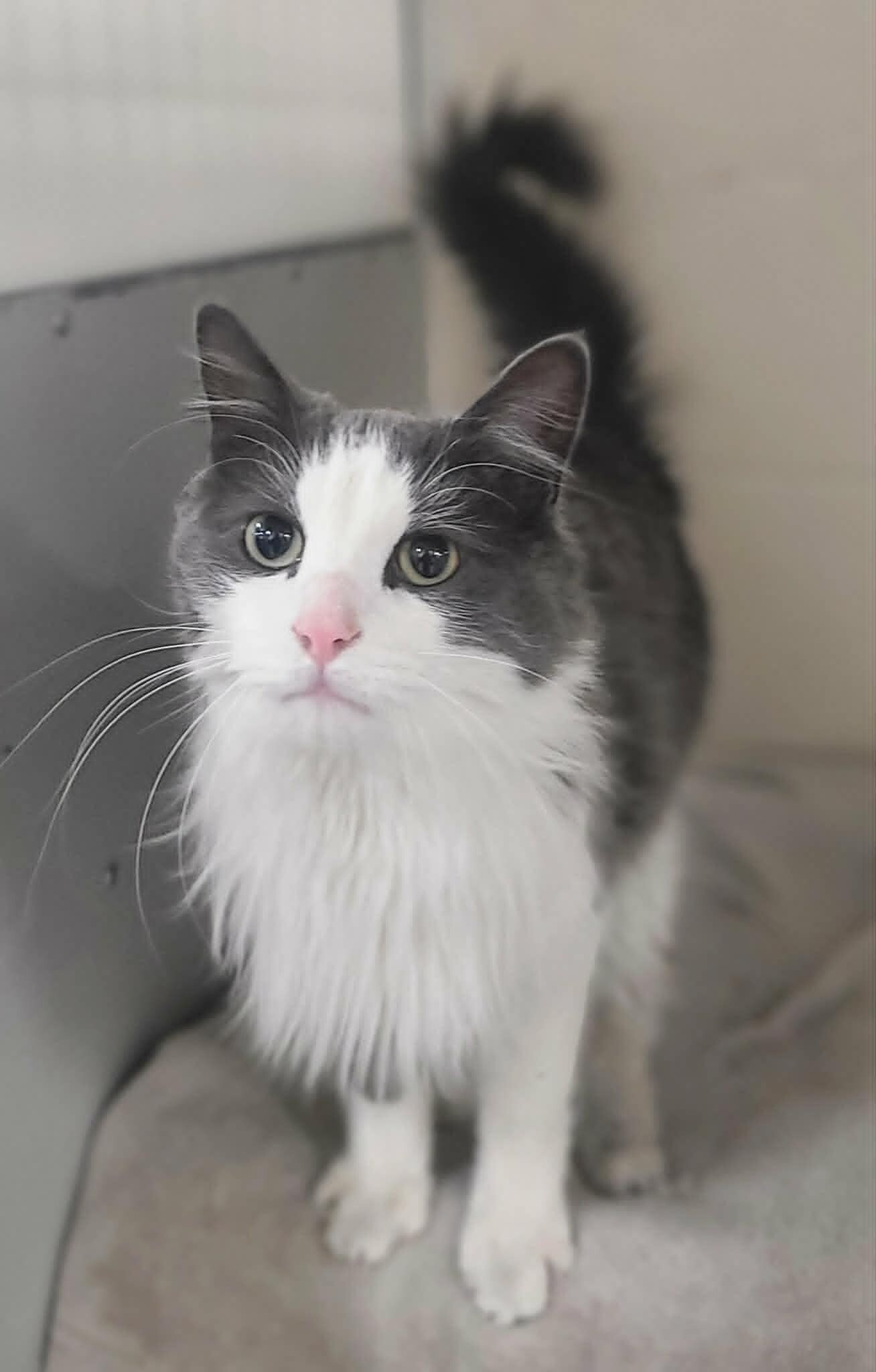 Picture of the Animal Listed