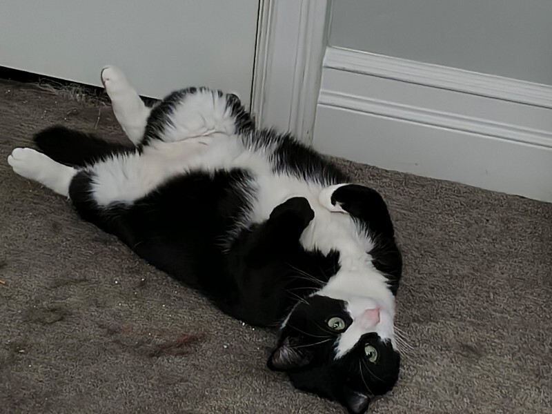 Picture of the Animal Listed