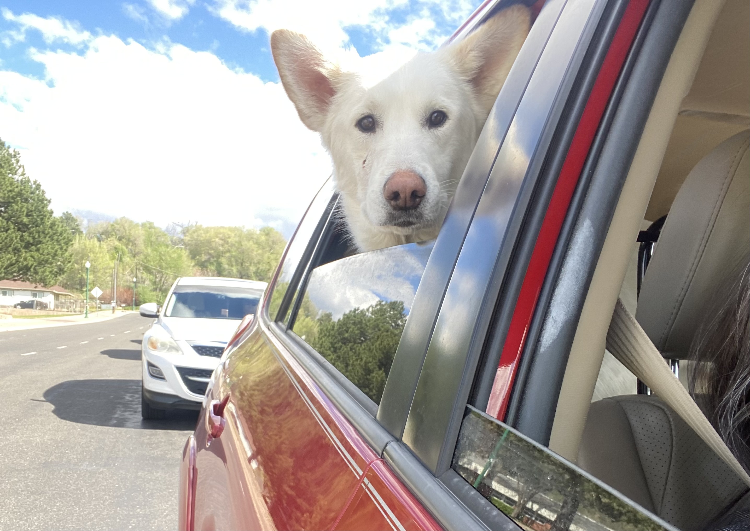 Picture of the Animal Listed