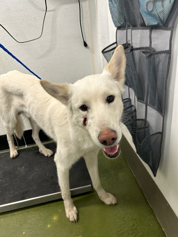 Picture of the Animal Listed