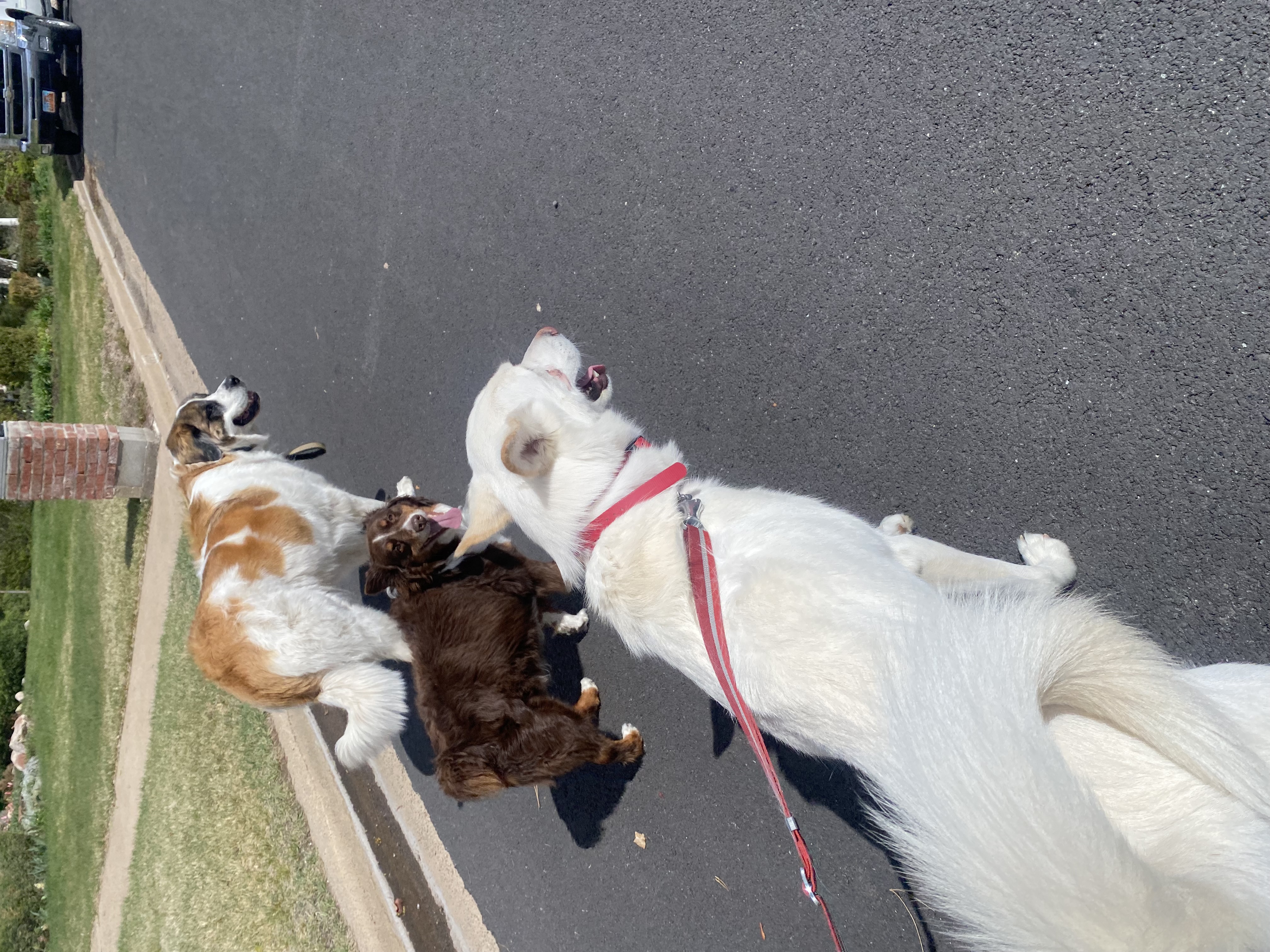 Picture of the Animal Listed