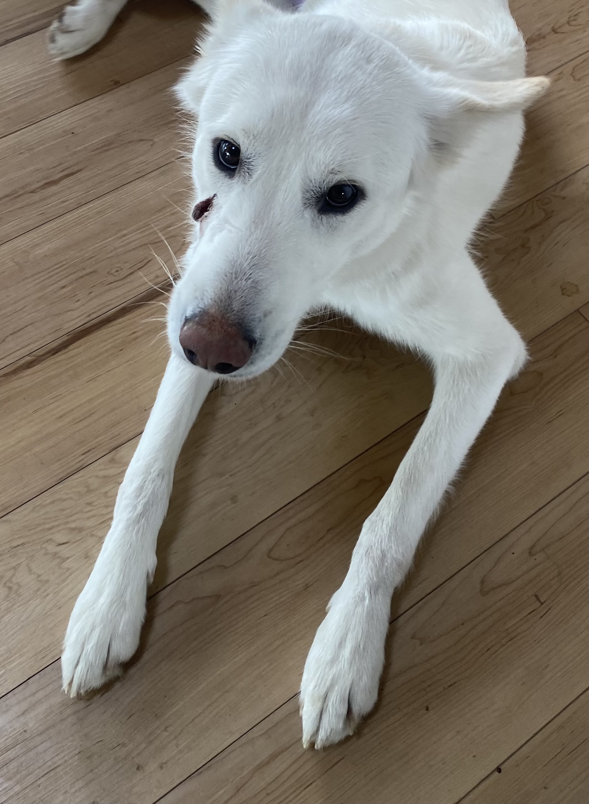 Picture of the Animal Listed