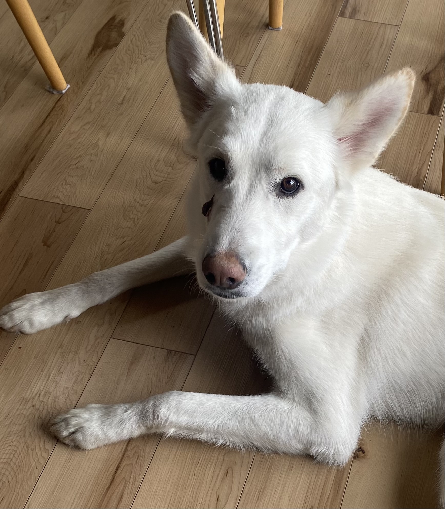 Picture of the Animal Listed