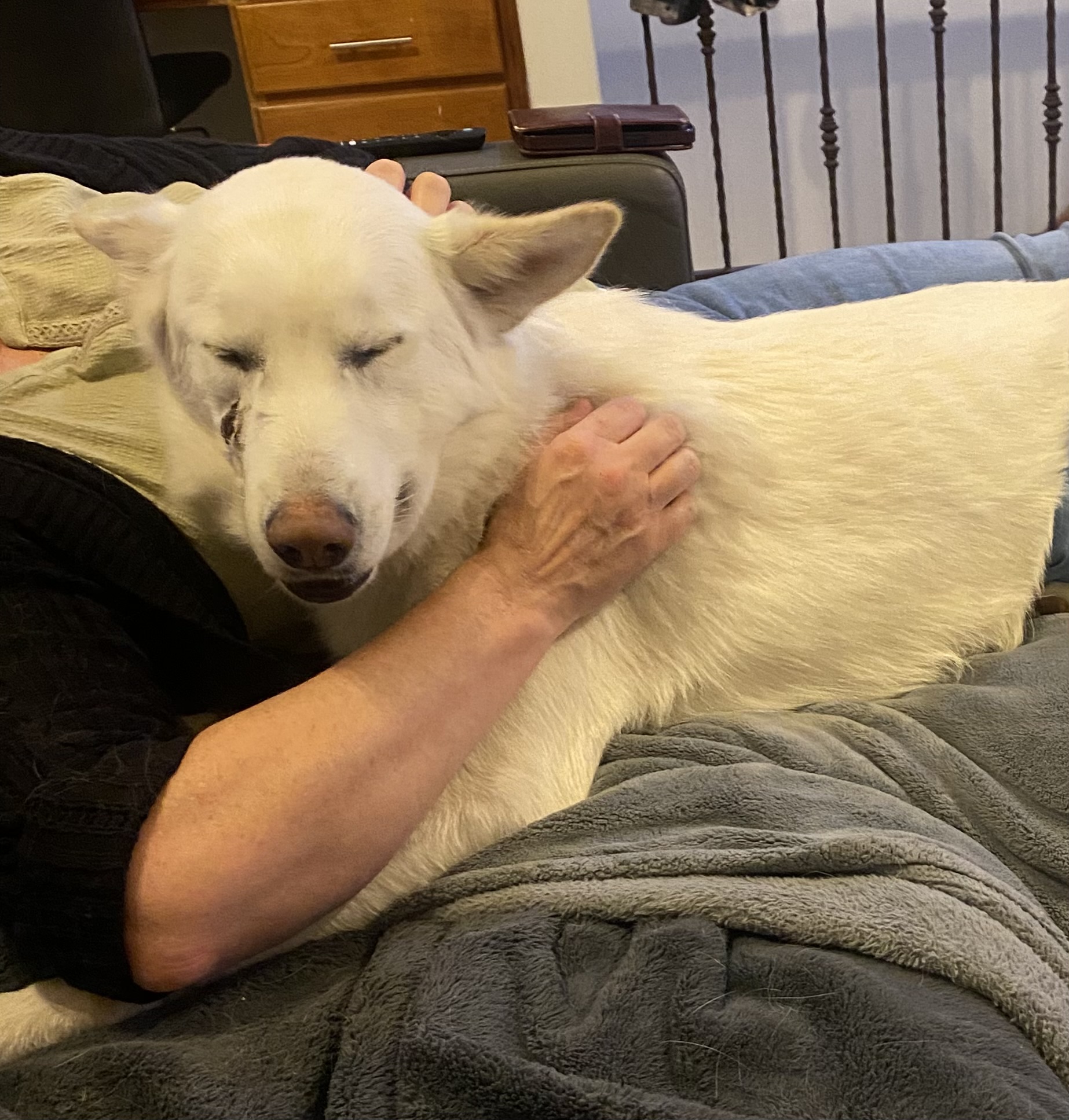 Picture of the Animal Listed