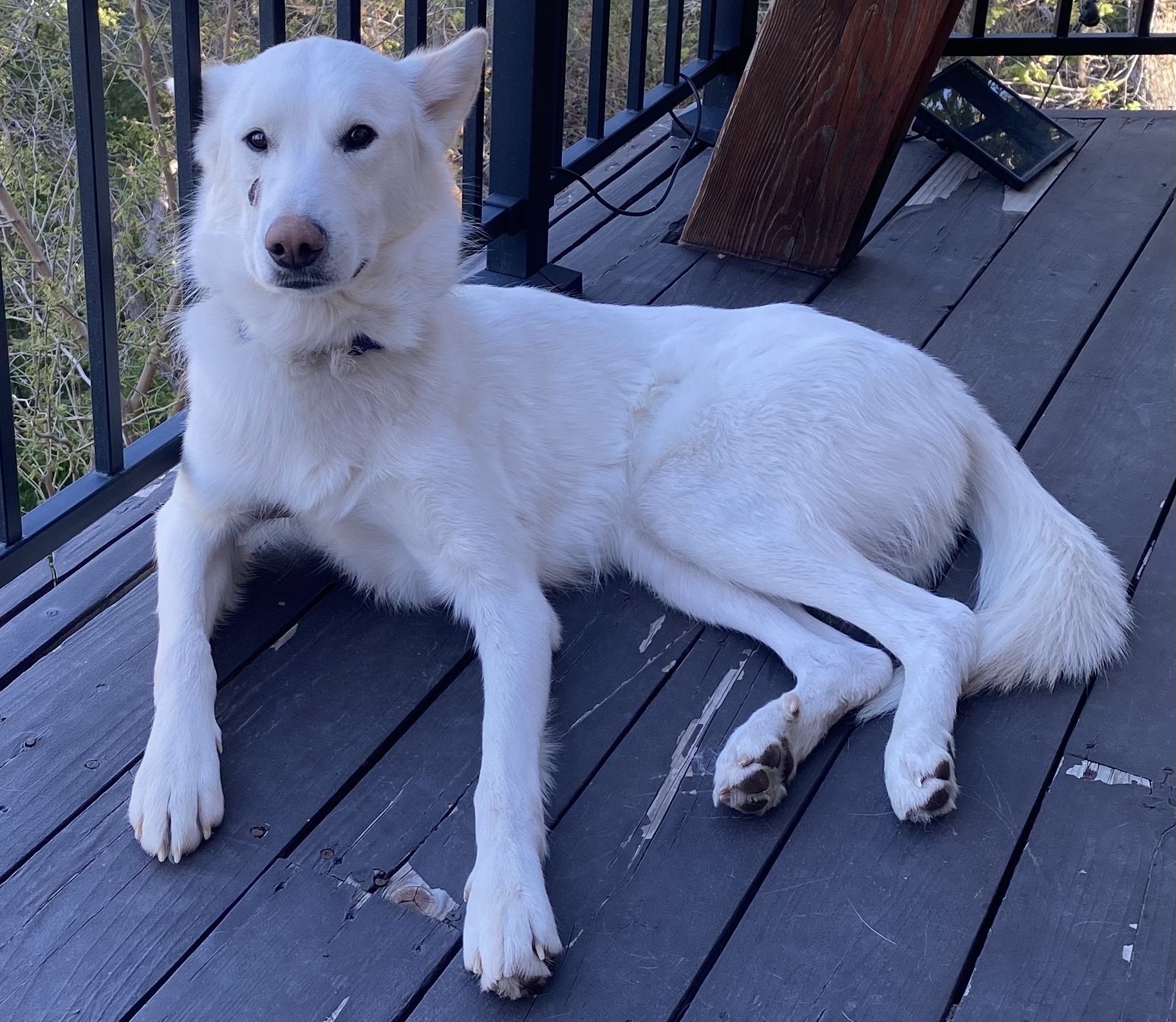 Picture of the Animal Listed