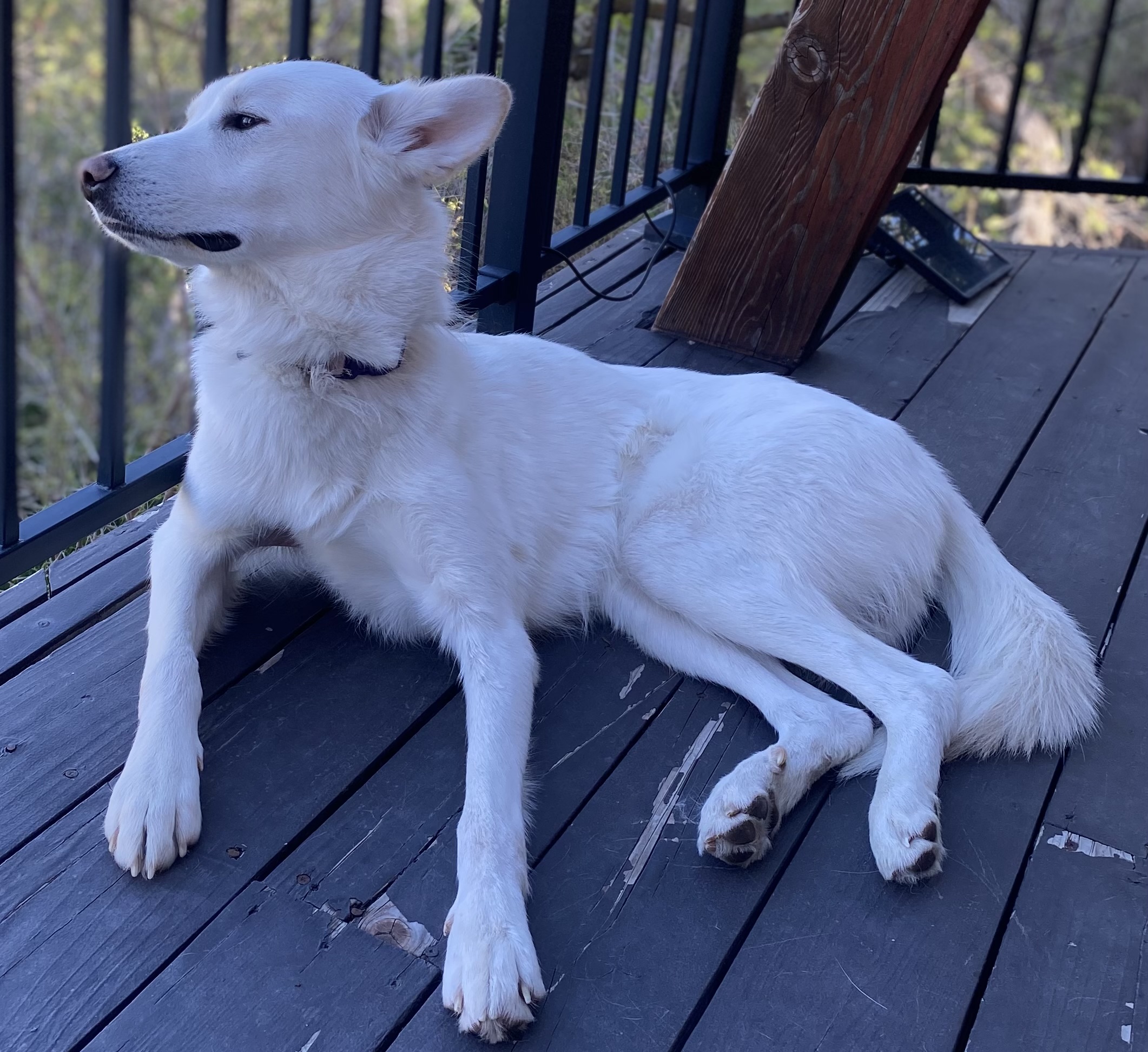 Picture of the Animal Listed