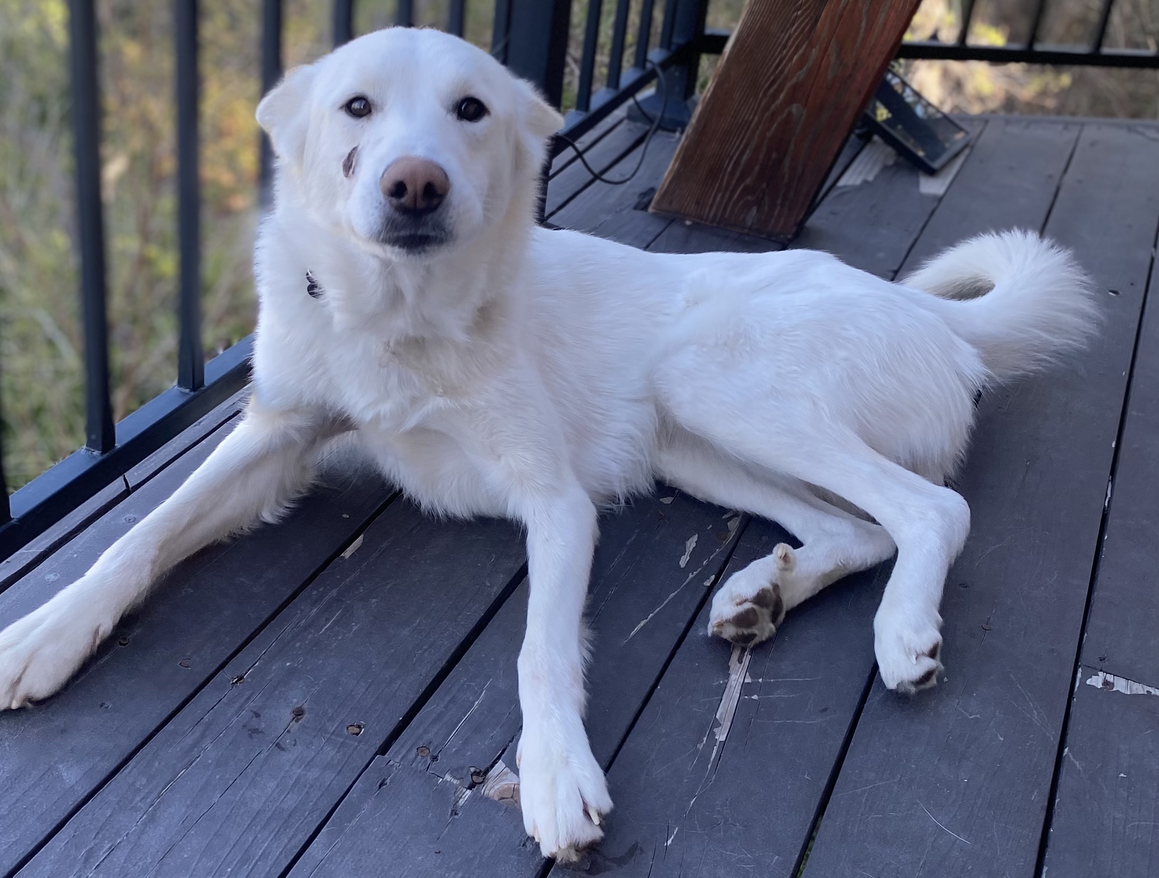 Picture of the Animal Listed