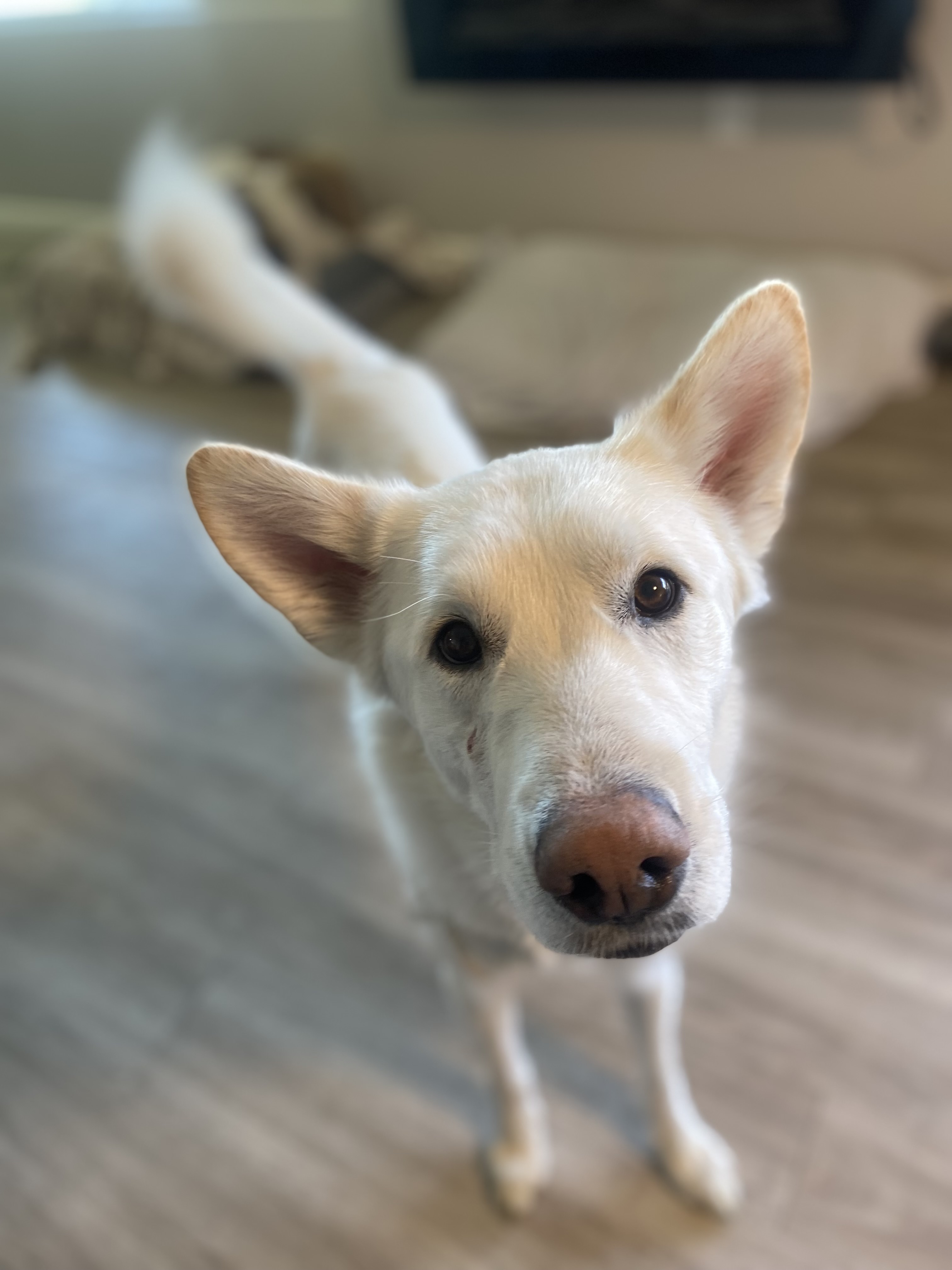 Picture of the Animal Listed