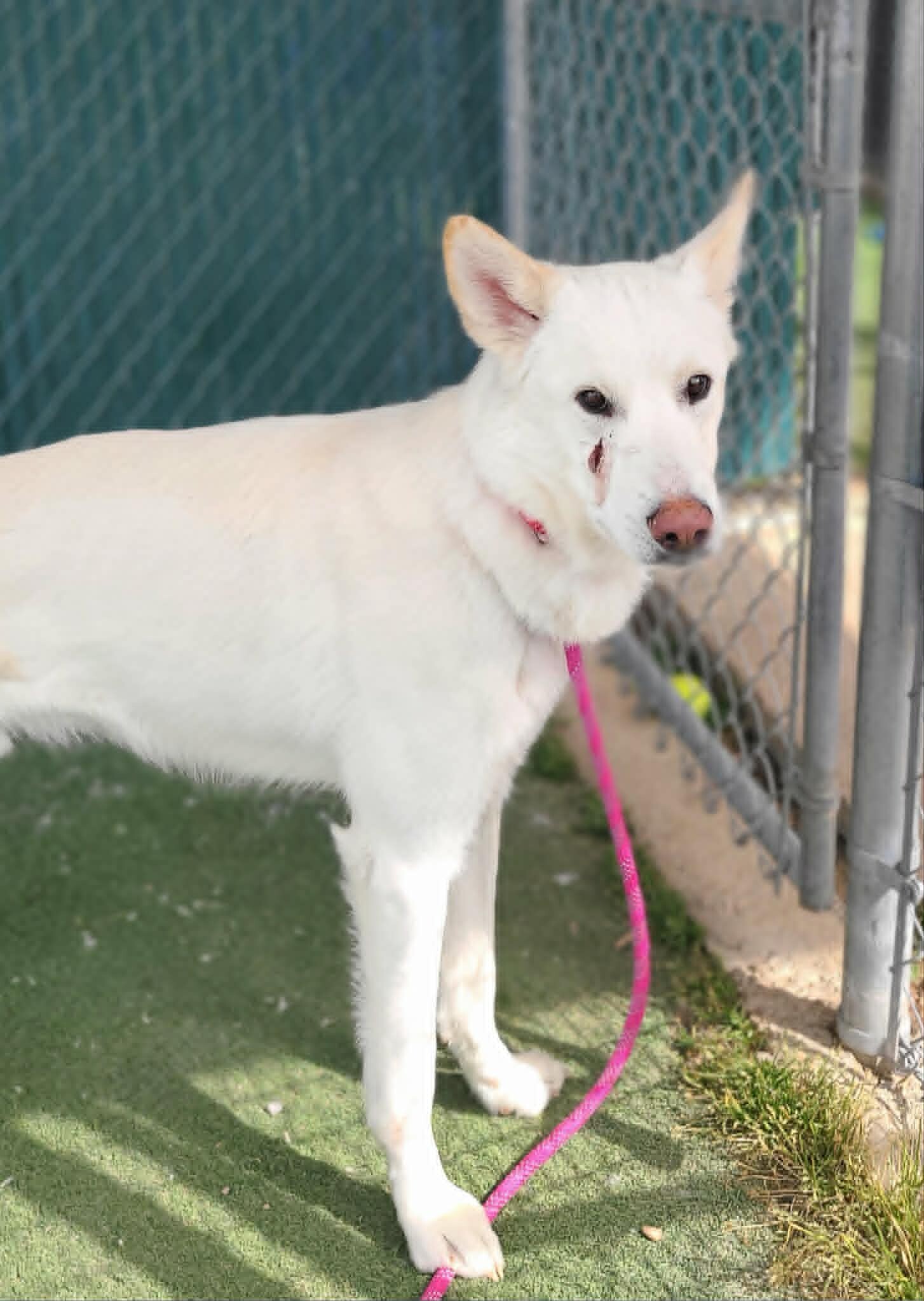 Picture of the Animal Listed