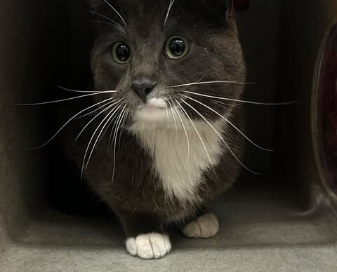 Picture of the Animal Listed