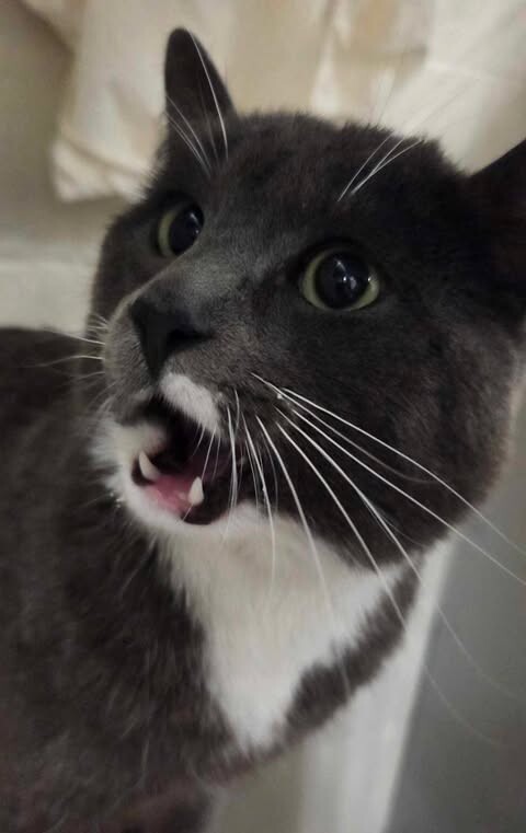 Picture of the Animal Listed