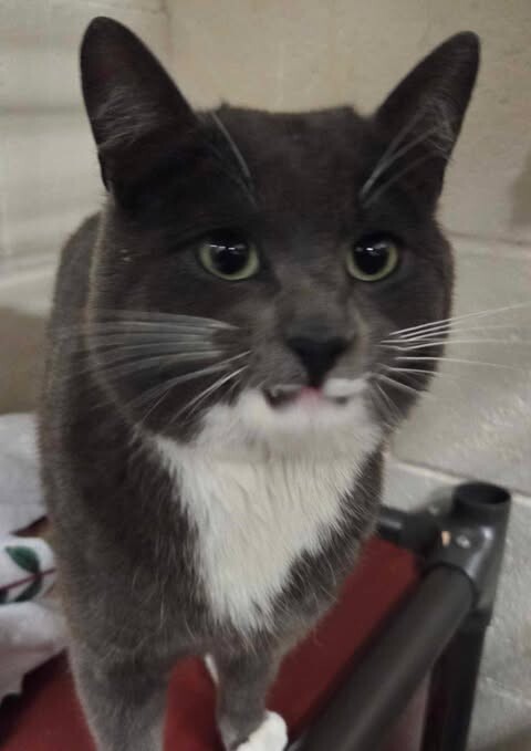 Picture of the Animal Listed