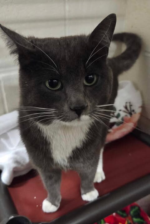 Picture of the Animal Listed