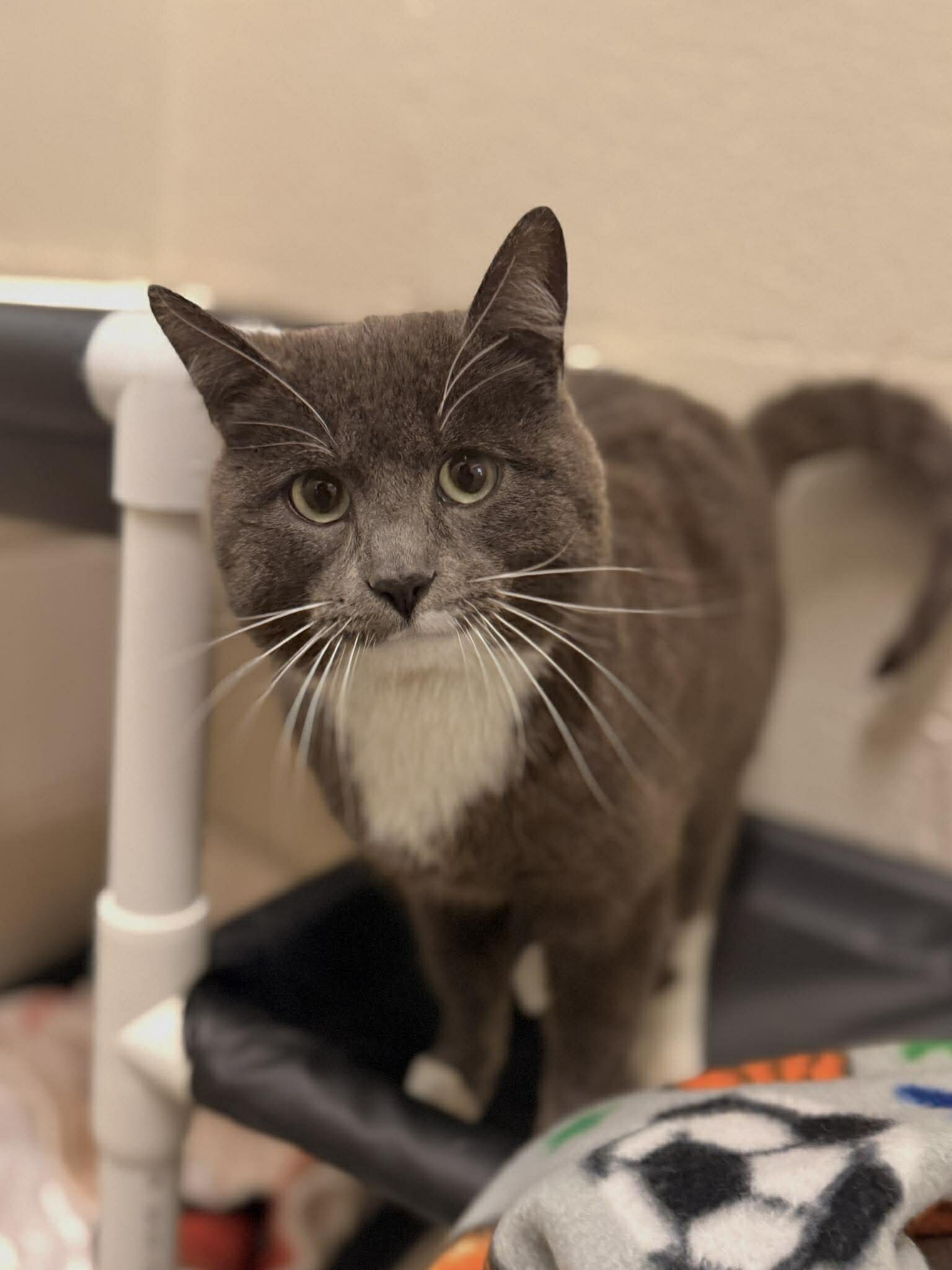 Picture of the Animal Listed