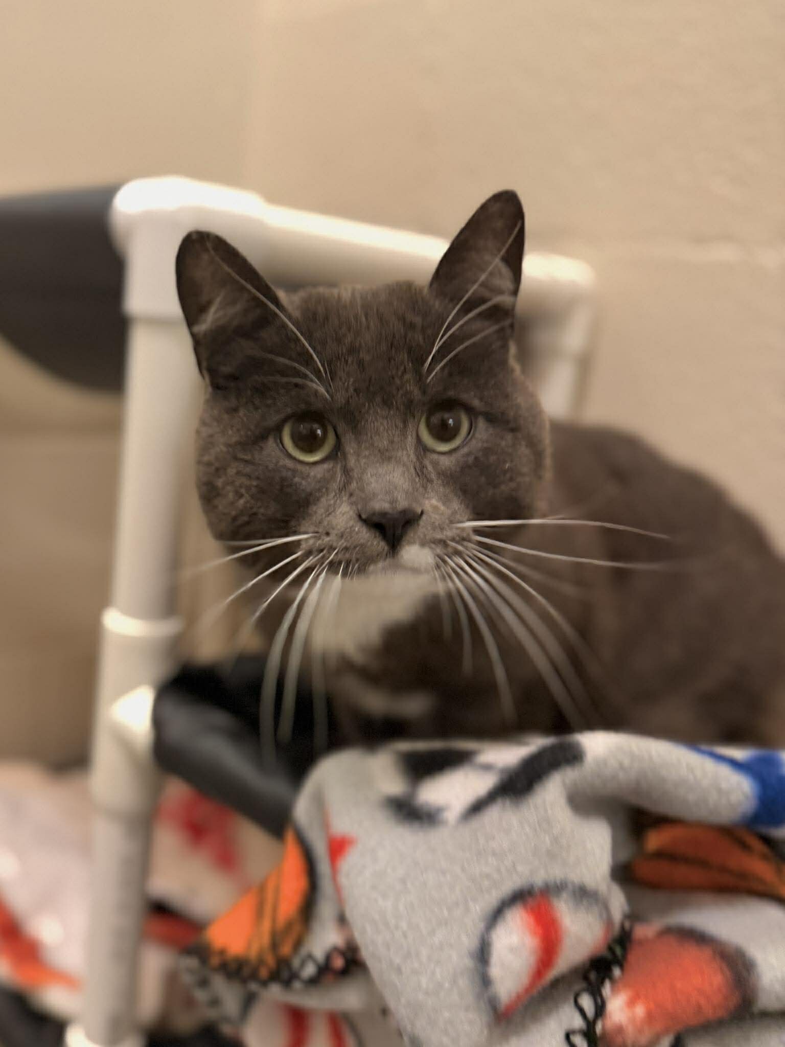 Picture of the Animal Listed