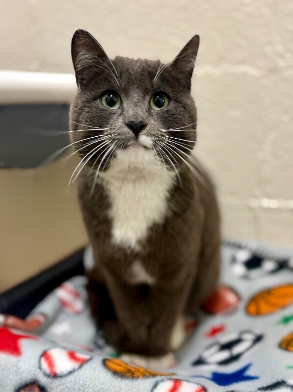 Picture of the Animal Listed