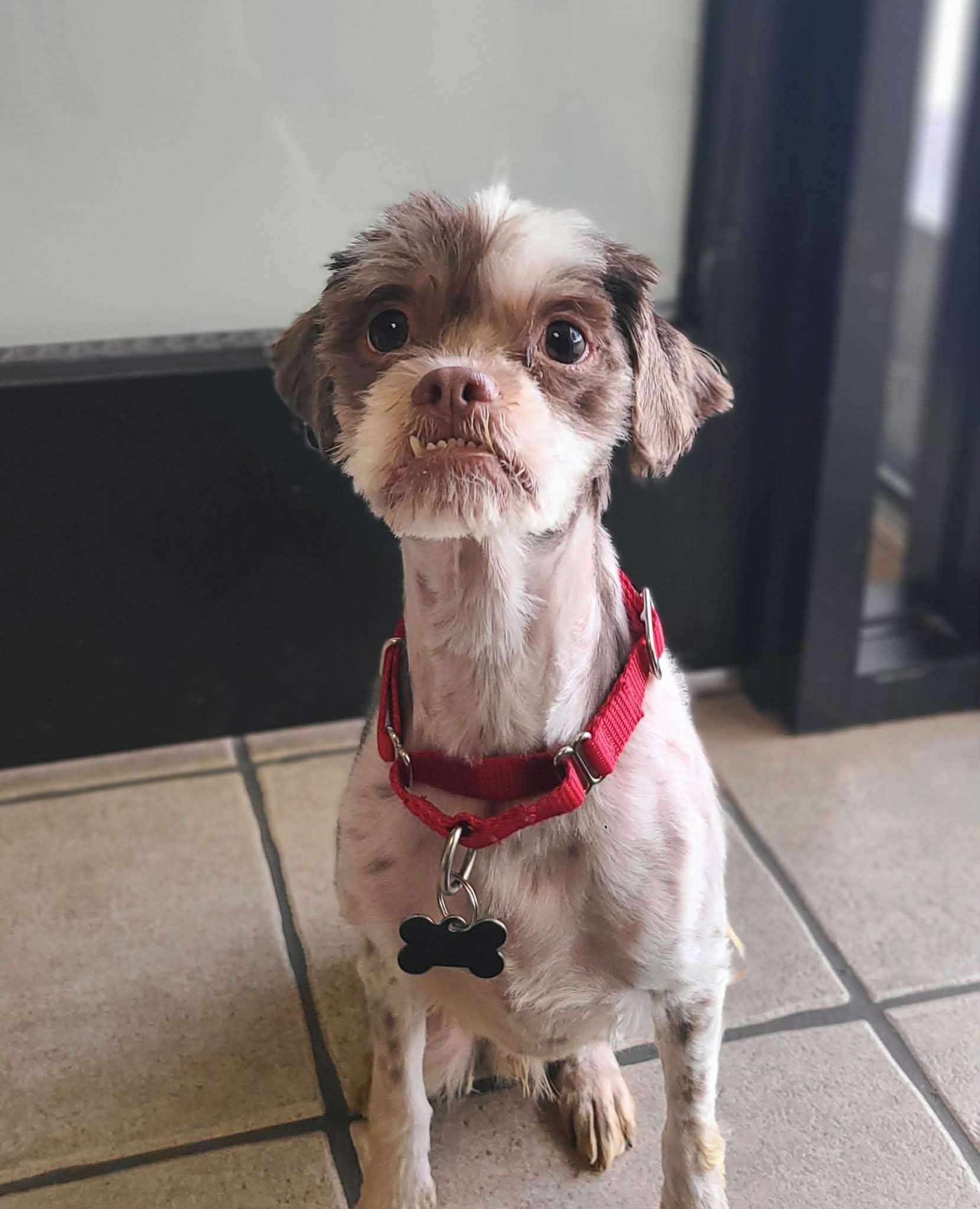 Picture of the Animal Listed