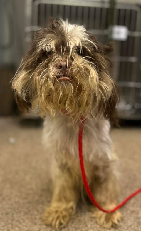 Picture of the Animal Listed