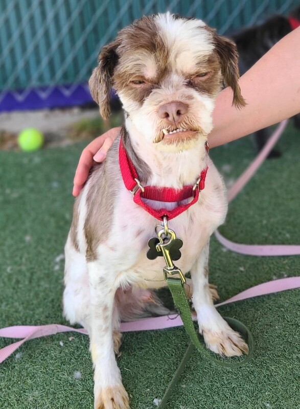 Picture of the Animal Listed