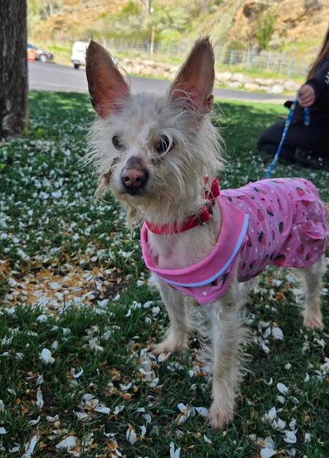 Picture of the Animal Listed