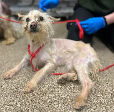 Picture of the Animal Listed