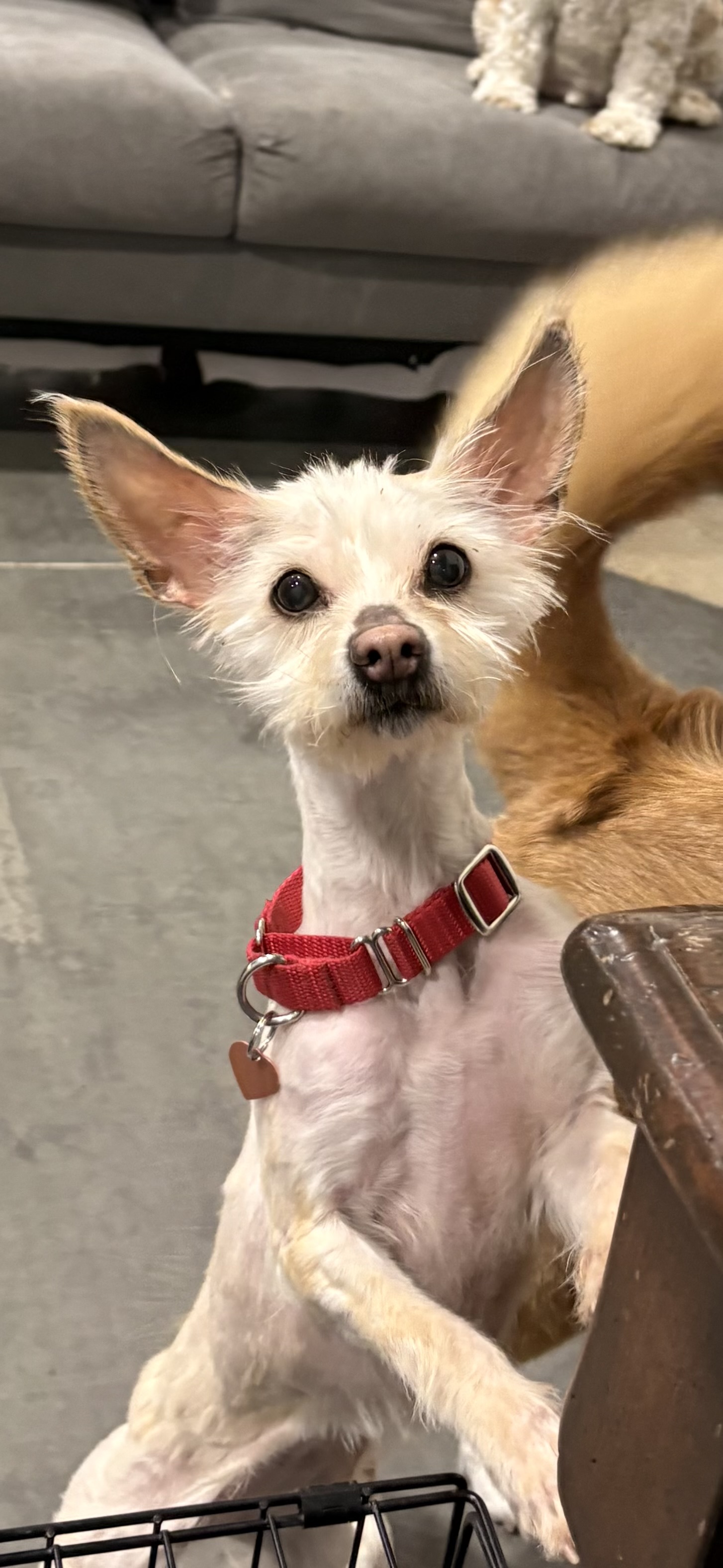 Picture of the Animal Listed