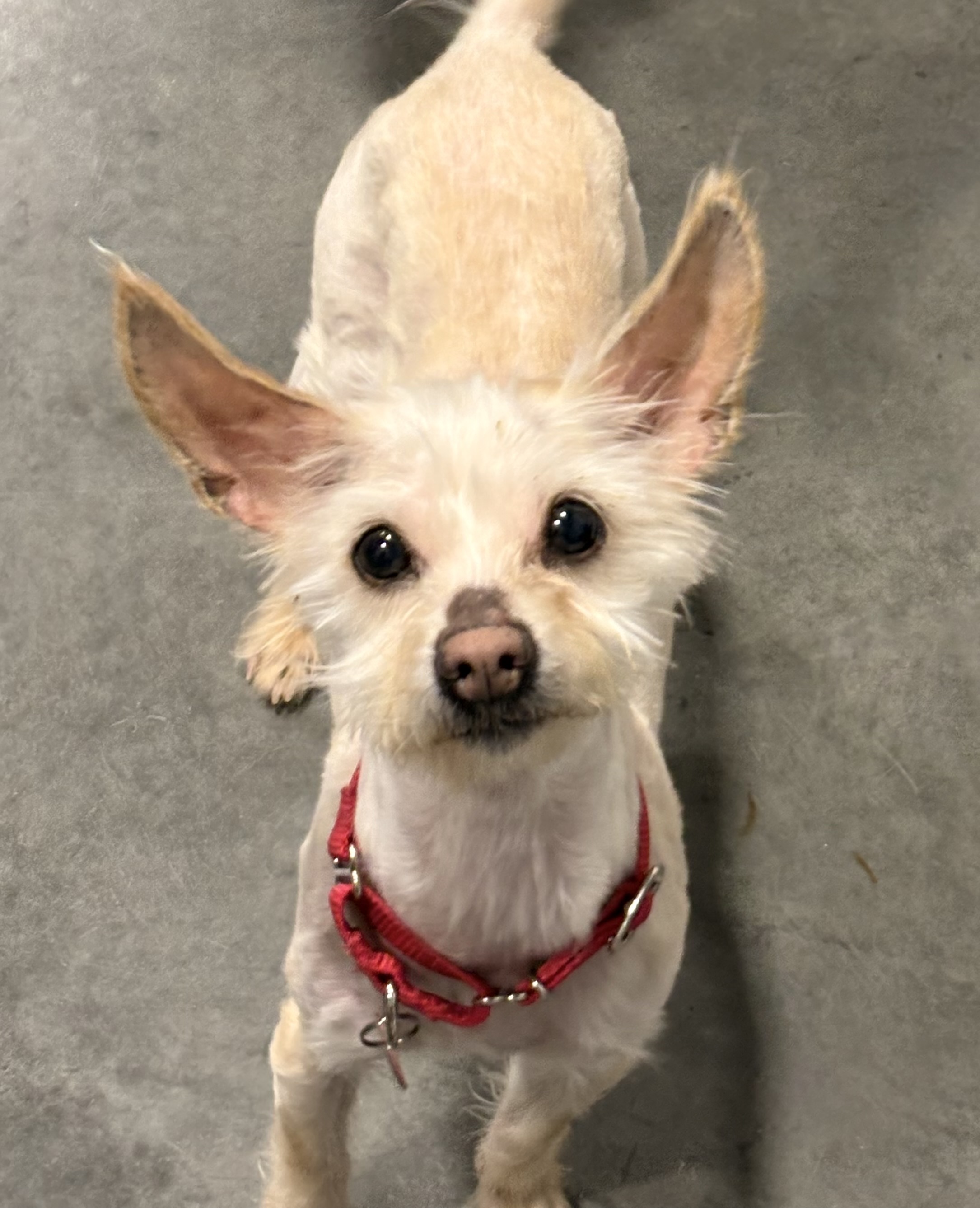 Picture of the Animal Listed