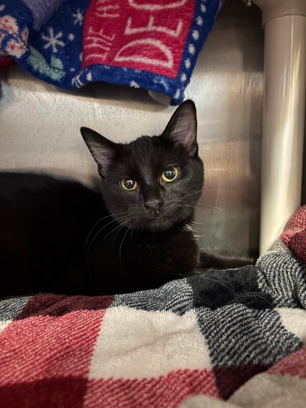 Picture of the Animal Listed