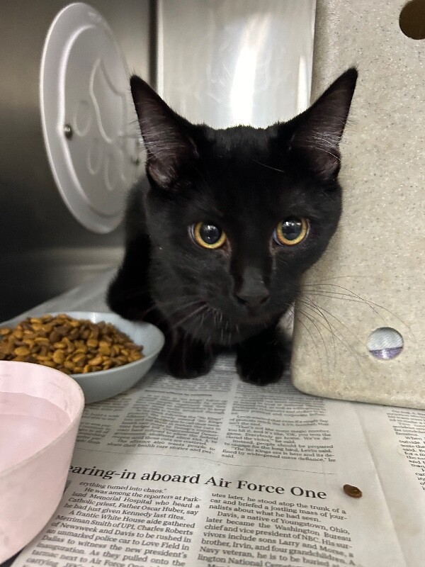 Picture of the Animal Listed