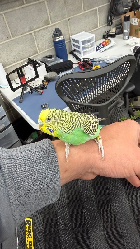 Picture of the Animal Listed