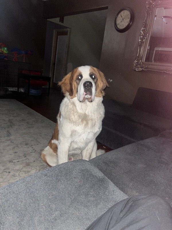 Picture of the Animal Listed