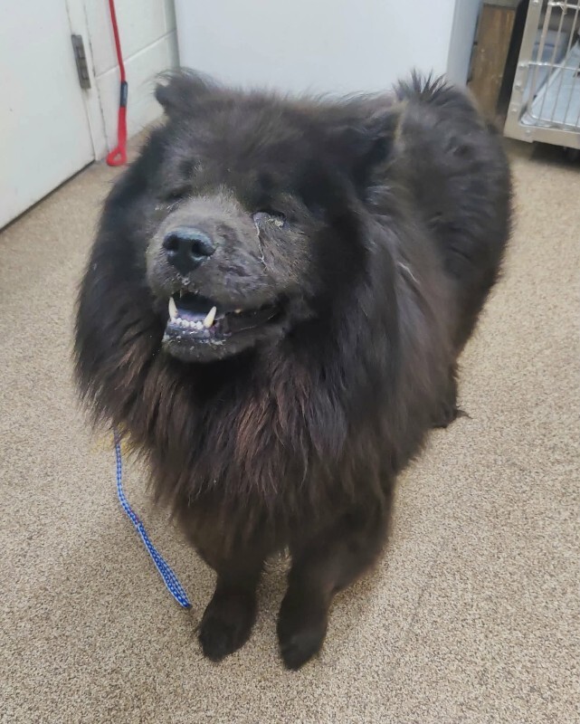 Picture of the Animal Listed