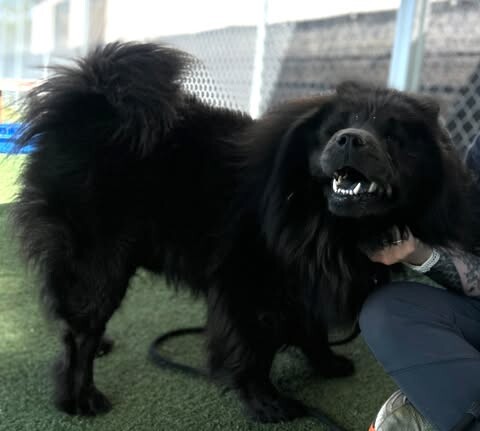 Picture of the Animal Listed