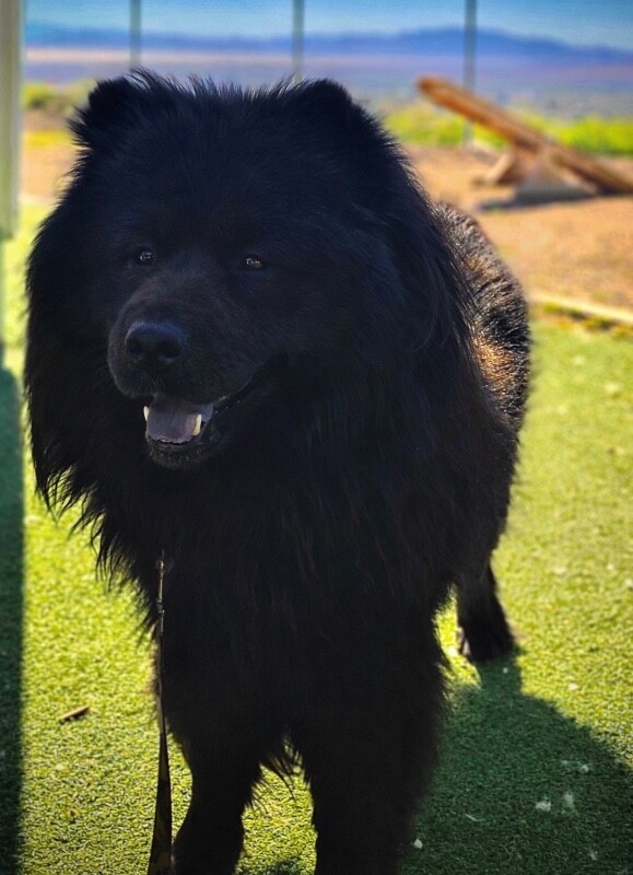 Picture of the Animal Listed