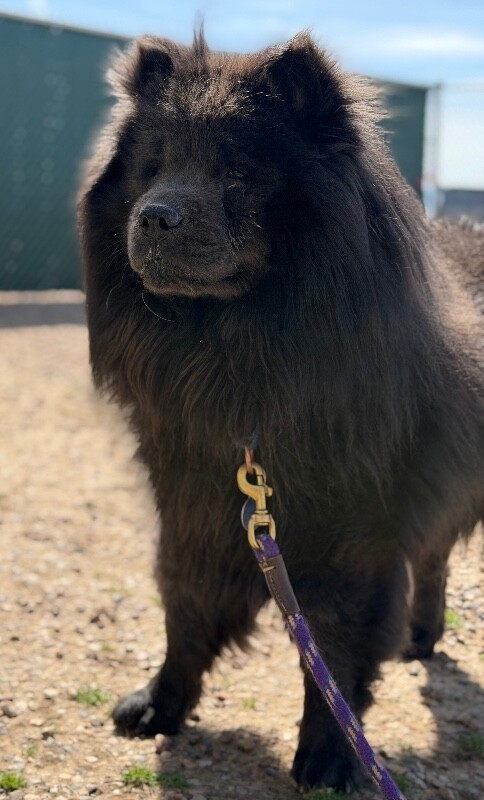 Picture of the Animal Listed